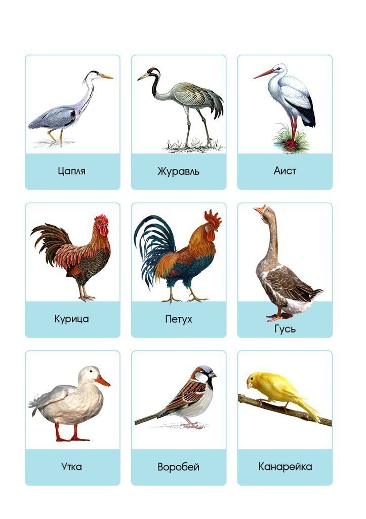 Все Птицы Фото И Названия